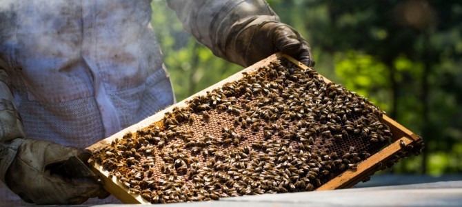 Gelée royale, pollen et miel : nos produits