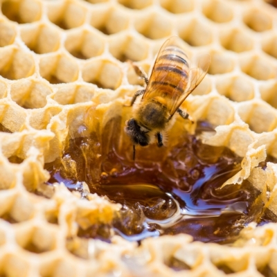Quelle est la composition du miel ?