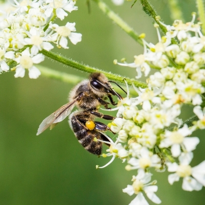 Comment le nectar devient du miel ?