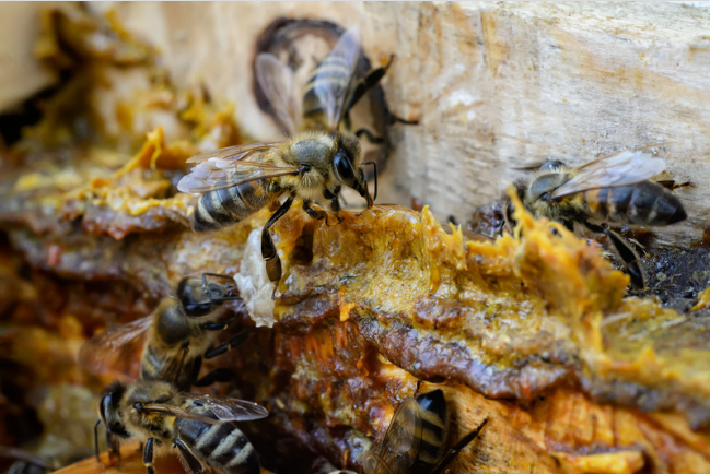 Fabrication de la propolis par les abeilles