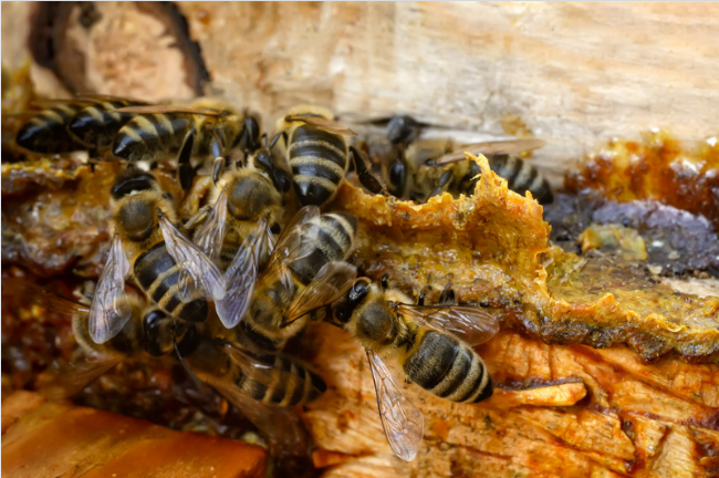 Des abeilles qui fabrique de la propolis dans leur ruche