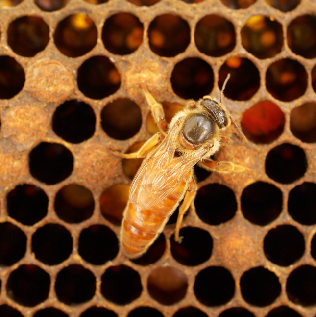 La reine des abeilles dans sa ruche