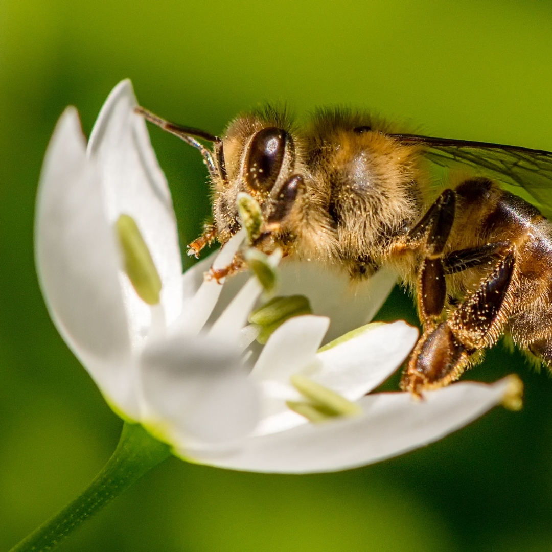Une abeille qui butine une fleur 