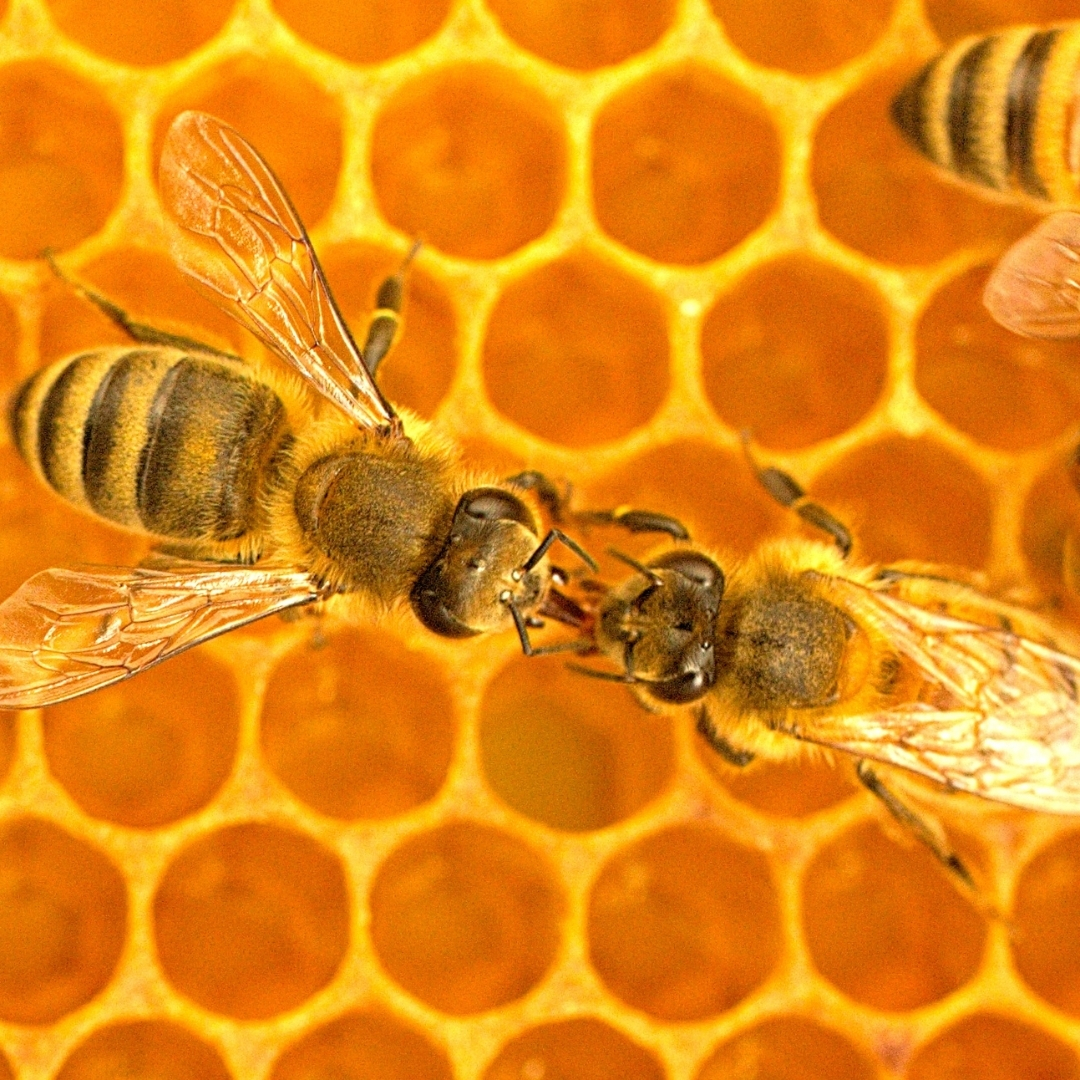 Deux abeilles échangeant leur nourriture