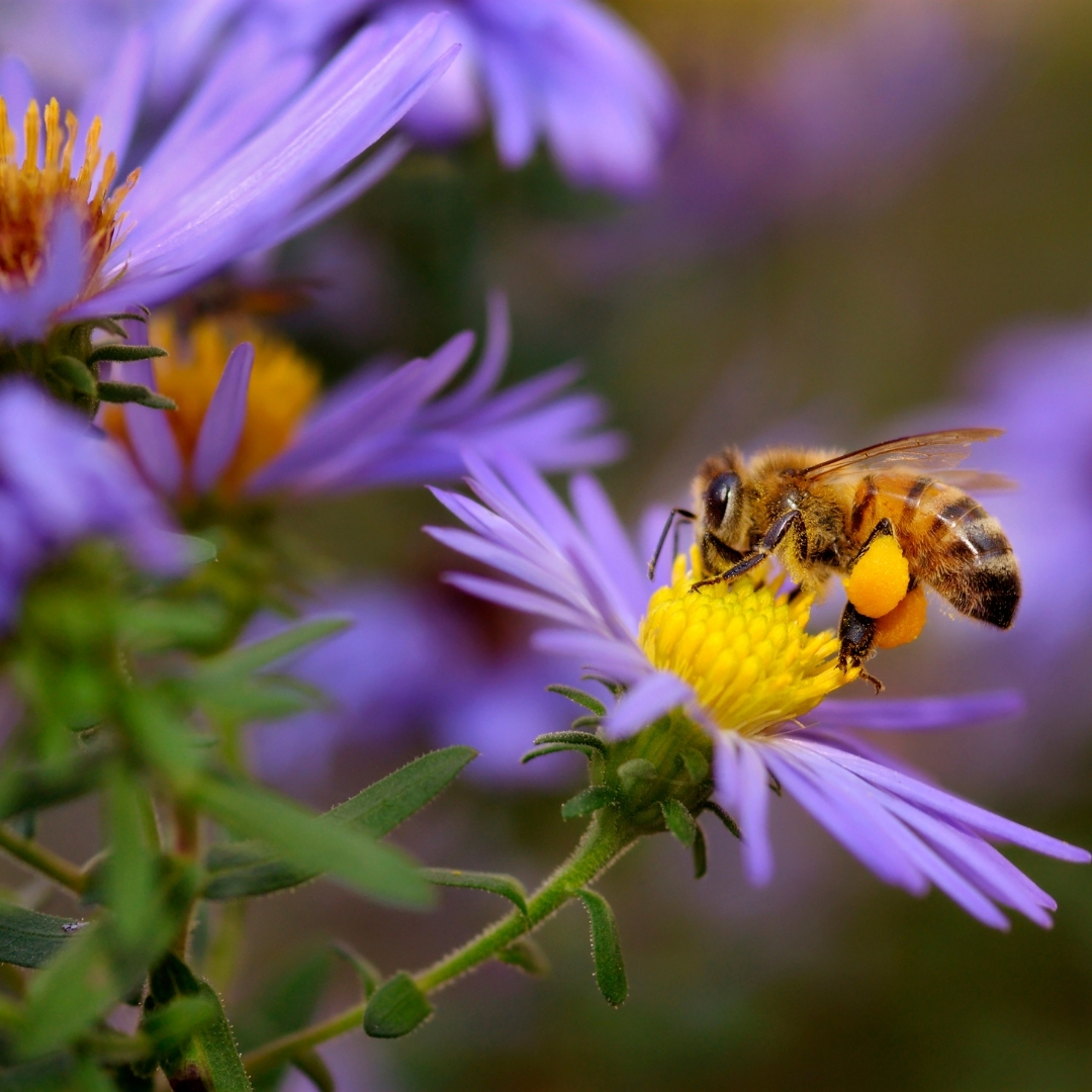 Une abeille qui pollinise une fleur