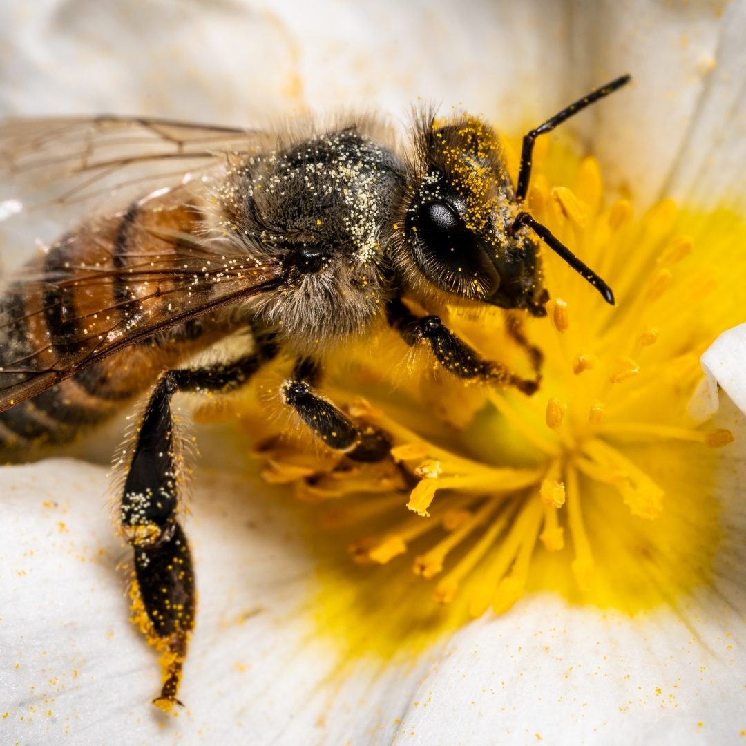 Une abeille pollinisant une fleur
