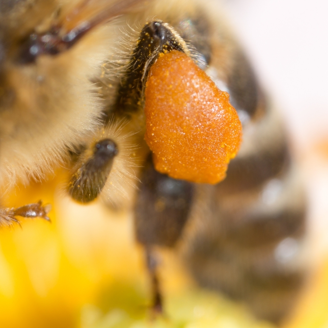 Une abeille récoltant du pollen