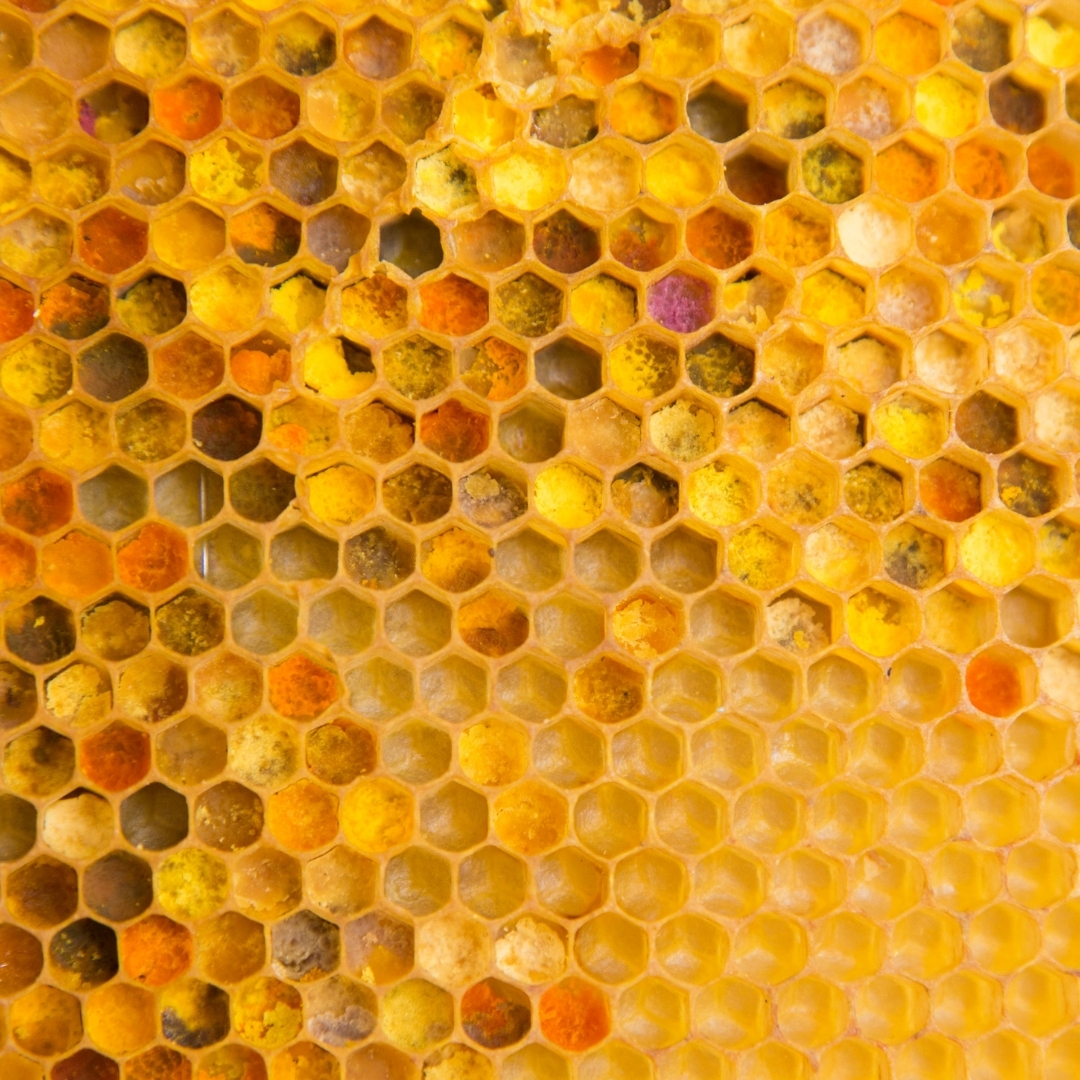 Les pelotes de pollen dans la ruche