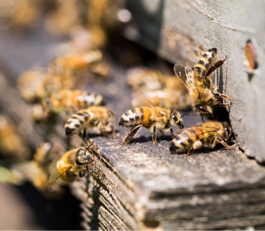 Protection des abeilles : tous concernés !